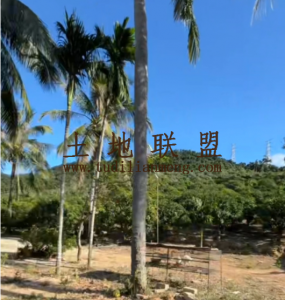 三亚约20亩地带100平米房子转让环境舒适