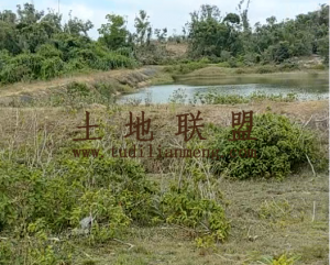 文昌50亩种植地租金五年一付可随时进场耕种