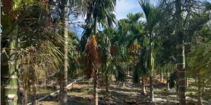 乐东约10亩地1300棵槟榔树出租水电房齐全接手管理就有收益