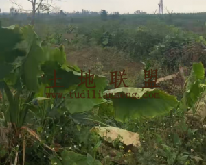 澄迈约30亩地带槟榔苗转让水电齐全接手管理即可