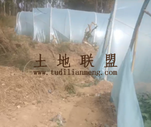 昌江30亩种植带约一亩大棚地可随时进场耕种租金可分期