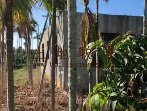 三亚13亩槟榔园带150平米平房转让环境舒适