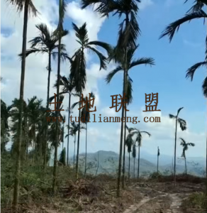 屯昌约120亩种植地送600棵槟榔树农场地可随时进场耕种