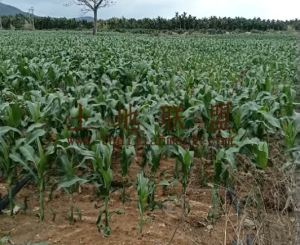 东方8亩种植地水电方便可随时进场耕种