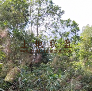 屯昌300亩种植地租金便宜转让费150万