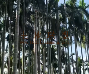 乐东3000棵槟榔树出租水电齐全接手管理就有收益