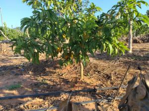 昌江约86亩鸡蛋果园地转让水电齐全租金十年一付