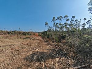 临高50亩种植地土壤肥沃交通便利租金600元/亩/年