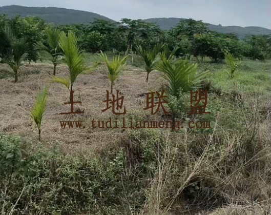 琼中400亩地转让租金100元/亩/年一年一付