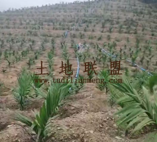 东方80亩地带10000棵槟榔树水电齐全接手管理即可