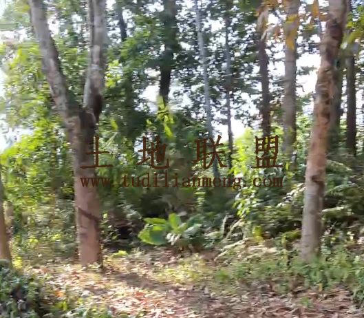 澄迈400亩种植可分割租金一年一付土壤肥沃