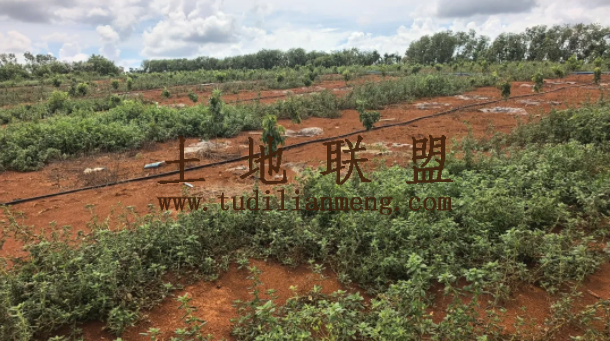 定安60亩地带1800棵3年树龄荔枝树转让接手管理即可