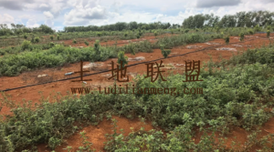 定安60亩地带1800棵3年树龄荔枝树转让接手管理即可